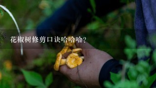 花椒树修剪口诀哈哈哈？