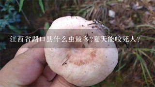 江西省湖口县什么虫最多?夏天能咬死人?