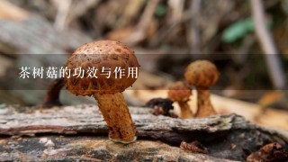 茶树菇的功效与作用