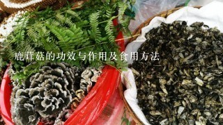 鹿茸菇的功效与作用及食用方法