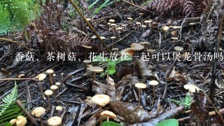 香菇、茶树菇、花生放在一起可以煲龙骨汤吗?