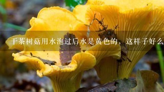 干茶树菇用水泡过后水是黄色的，这样子好么？