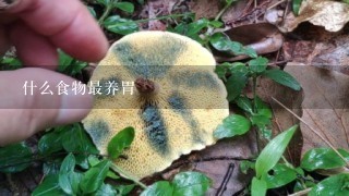 什么食物最养胃