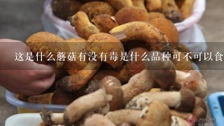 这是什么蘑菇有没有毒是什么品种可不可以食用