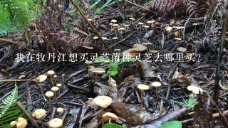 我在牧丹江想买灵芝菌种灵芝去哪里买？