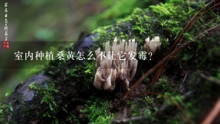 室内种植桑黄怎么不让它发霉？