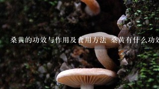 桑黄的功效与作用及食用方法 桑黄有什么功效