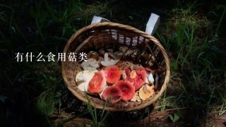 有什么食用菇类