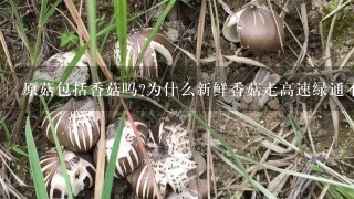 原菇包括香菇吗?为什么新鲜香菇走高速绿通不免费