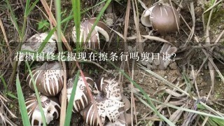 花椒树修花椒现在擦条行吗剪口诀？