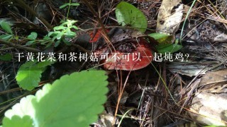 干黄花菜和茶树菇可不可以一起炖鸡？