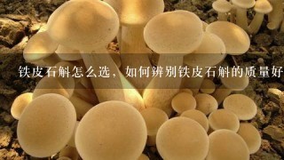 铁皮石斛怎么选，如何辨别铁皮石斛的质量好坏？