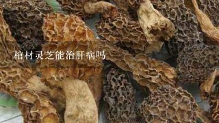 棺材灵芝能治肝病吗