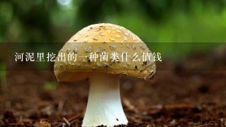 河泥里挖出的一种菌类什么值钱