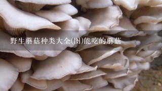 野生蘑菇种类大全(图)能吃的蘑菇