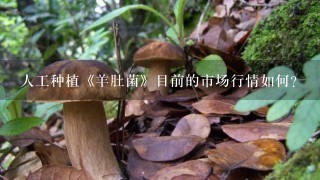 人工种植《羊肚菌》目前的市场行情如何？