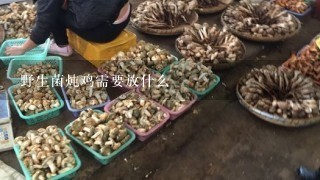 野生菌炖鸡需要放什么