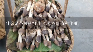 什么是茶树菇?有什么营养价值和作用?