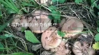 无毒野生菌的种类有哪些