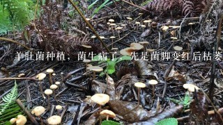 羊肚菌种植，菌生病了，先是菌脚变红后枯萎，是怎么回事啊？