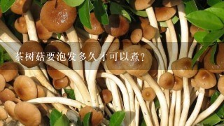 茶树菇要泡发多久才可以煮？