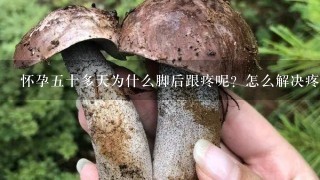 怀孕五十多天为什么脚后跟疼呢？怎么解决疼痛？