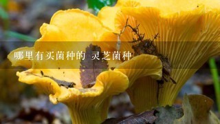 哪里有买菌种的 灵芝菌种