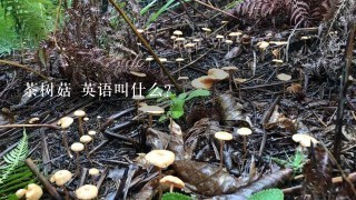 茶树菇 英语叫什么？