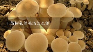 干茶树菇煲鸡汤怎么煲