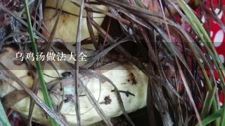 乌鸡汤做法大全