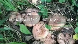 花椒树幼苗如何种植？株距多少？一亩地种多少株合适？