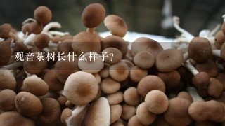 观音茶树长什么样子？