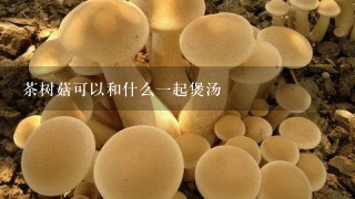 茶树菇可以和什么一起煲汤