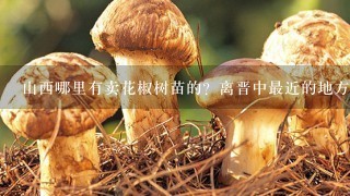 山西哪里有卖花椒树苗的？离晋中最近的地方？