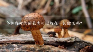 各种各样的菌菇类可以放在一起做汤吗？