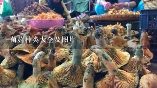 菌菇种类大全及图片