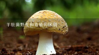 羊肚菌野生和养殖的区别