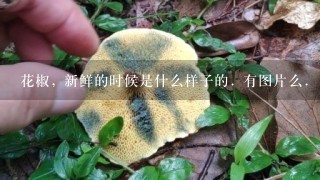 花椒, 新鲜的时候是什么样子的. 有图片么.