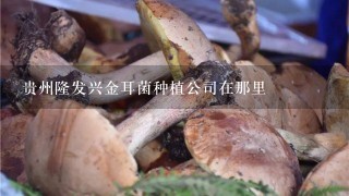 贵州隆发兴金耳菌种植公司在那里