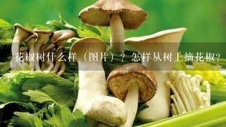 花椒树什么样（图片）？怎样从树上摘花椒？