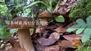 喝茶树菇汤有什么好处