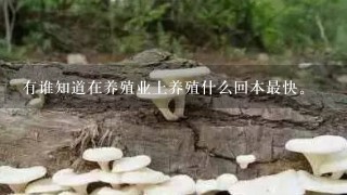 有谁知道在养殖业上养殖什么回本最快。