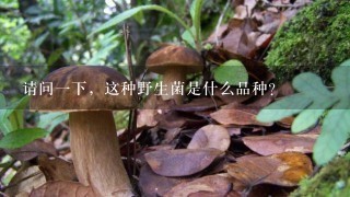 请问一下，这种野生菌是什么品种？