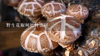 野生花椒树长什么样