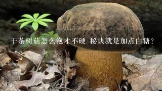 干茶树菇怎么泡才不硬 秘诀就是加点白糖？