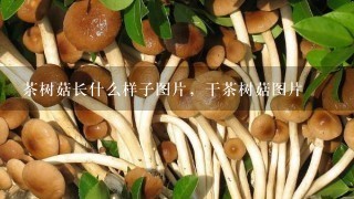 茶树菇长什么样子图片，干茶树菇图片