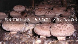 铁皮石斛被誉为“九大仙草”之首，你知道铁皮石斛的