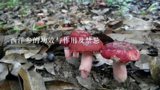 西洋参的功效与作用及禁忌