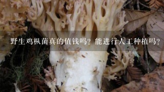 野生鸡枞菌真的值钱吗？能进行人工种植吗？