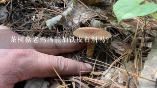 茶树菇老鸭汤能加铁皮石斛吗?